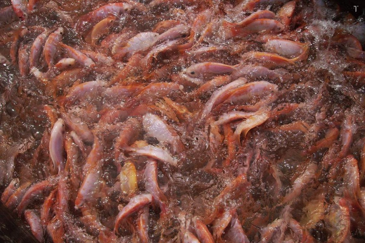 Hiện nay, giá cá điêu hồng nuôi trong các lồng/bè trên sông Tiền (Tiền Giang) sau Tết tăng khá, người nuôi đang có lãi nên rất phấn khởi.